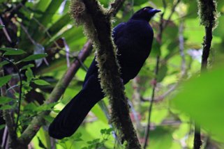 Reserva Santa Elena - Monteverde Costa Rica 2014