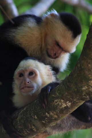 Capucins - Parque Nacional Manuel Antonio Costa Rica 2014