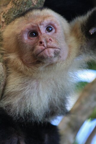 Capucins - Parque Nacional Manuel Antonio Costa Rica 2014