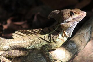 Basilic - Parque Nacional Manuel Antonio Costa Rica 2014