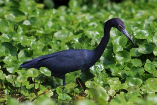 Aigrette bleue - Parque Nacional Tortuguero Costa Rica 2014