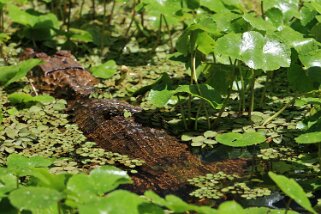 Parque Nacional Tortuguero Costa Rica 2014