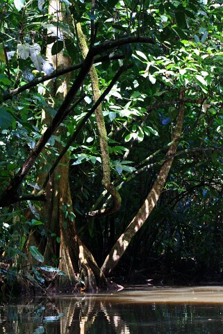 Parque Nacional Tortuguero Costa Rica 2014