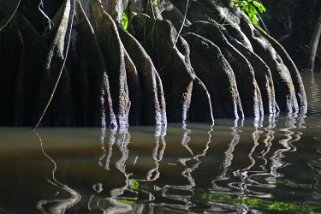 Parque Nacional Tortuguero Costa Rica 2014