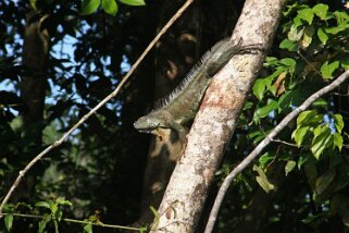 Iguane - Parque Nacional Tortuguero Costa Rica 2014