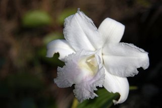 Orchidée - Parque Nacional Volcan Arenal Costa Rica 2014