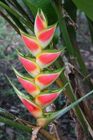 Heliconia du Costa Rica - La Fortuna Costa Rica 2014