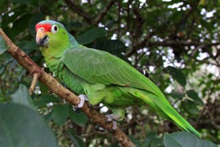 Amazona autumnalis - La Fortuna Costa Rica 2014