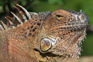 Iguane - Muelle de San Carlos Costa Rica 2014