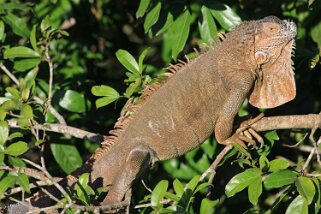 Iguane - Muelle de San Carlos Costa Rica 2014