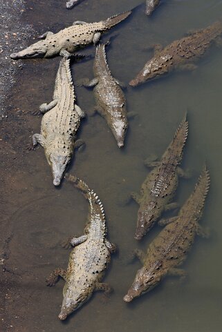 Rio Grande de Tarcoles Costa Rica 2014