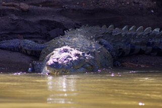 Rio Saraquipi Costa Rica 2014