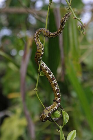 Serpent Costa Rica 2014