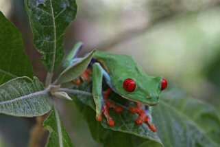 Rainette aux yeux rouges Costa Rica 2014