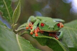 Rainette aux yeux rouges Costa Rica 2014