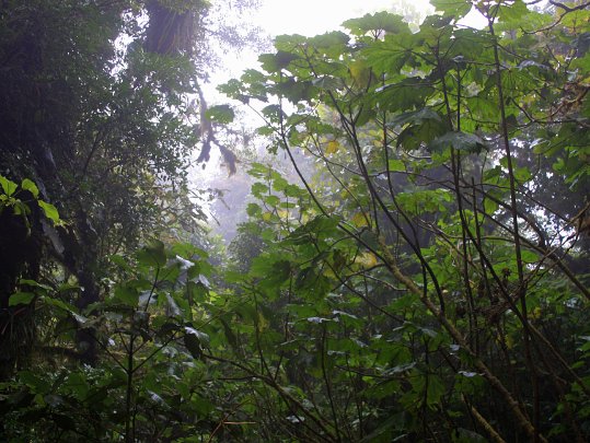 Monte Verde Costa Rica