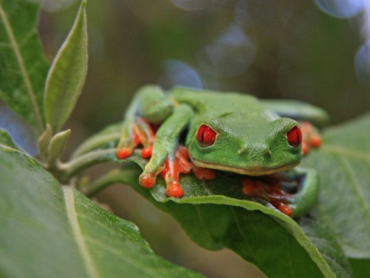 Serpentario Costa Rica