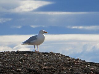 Goéland bourgmestre - Spitzberg Svalbard 2014