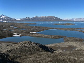 Muslingodfden - Spitzberg Svalbard 2014