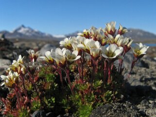 Muslingodfden - Spitzberg Svalbard 2014