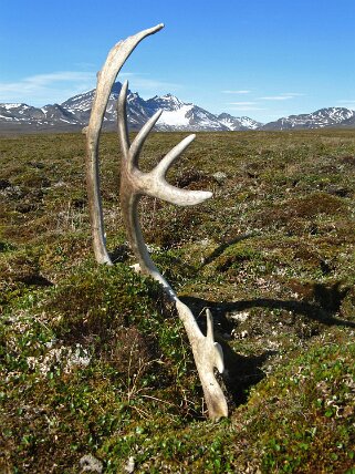 Sveasletta - Spitzberg Svalbard 2014