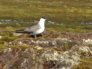 Labbe parasite - Spitzberg Svalbard 2014