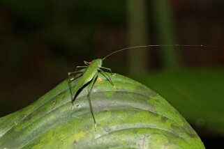 Rio Napo Equateur 2015