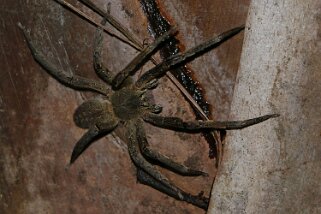 Araignée loup - Rio Napo Equateur 2015
