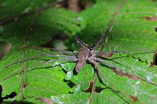 Rio Napo Equateur 2015