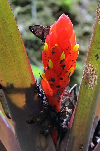 Rio Napo Equateur 2015