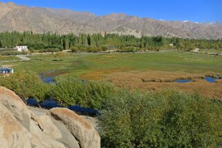 Shey Ladakh 2016