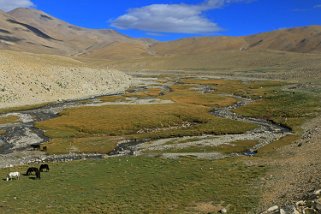 Shashang Ladakh 2016