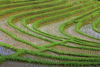 Rizières autour de Belimbing Indonésie 2017