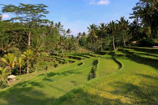 Rizières vers le temple de Gunung Kawi Indonésie 2017