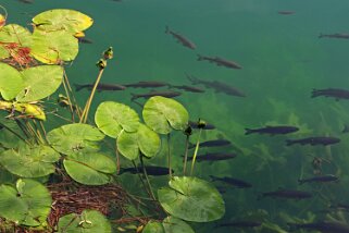 Parc National de Krka Croatie 2018