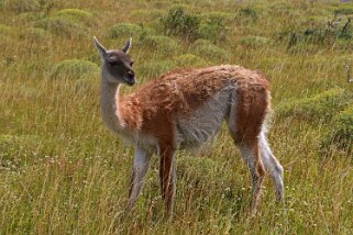 Guanaco - Parque Nacional Torres del Paine Patagonie 2018