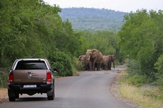 Hluhluwe-iMfolozi Park - Éléphants Afrique du Sud 2019