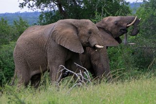 Hluhluwe-iMfolozi Park - Éléphants Afrique du Sud 2019