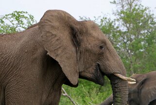 Hluhluwe-iMfolozi Park - Éléphants Afrique du Sud 2019