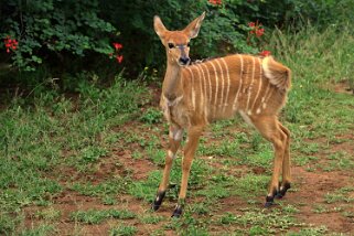 Hluhluwe-iMfolozi Park - Nyala Afrique du Sud 2019