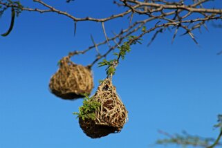 Hluhluwe-iMfolozi Park - Nids de Tisserand Afrique du Sud 2019