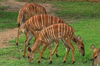 Hluhluwe-iMfolozi Park - Nyala Afrique du Sud 2019