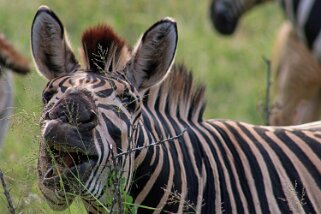 Hluhluwe-iMfolozi Park - Zèbre Afrique du Sud 2019