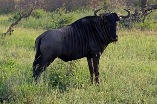 Hluhluwe-iMfolozi Park - Gnou Afrique du Sud 2019