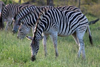 Hluhluwe-iMfolozi Park - Zèbres Afrique du Sud 2019