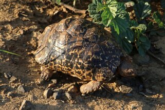 Hluhluwe-iMfolozi Park - Tortue Afrique du Sud 2019