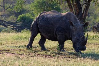 Hluhluwe-iMfolozi Park - Rhinocéros Afrique du Sud 2019