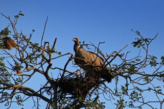 Hluhluwe-iMfolozi Park - Vautour Afrique du Sud 2019