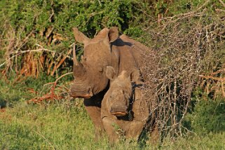 Hluhluwe-iMfolozi Park - Rhinocéros Afrique du Sud 2019