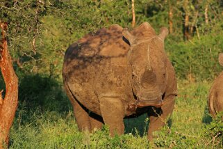 Hluhluwe-iMfolozi Park - Rhinocéros Afrique du Sud 2019